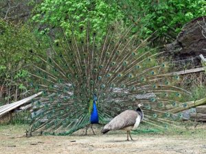 examples of good genes hypothesis in biology