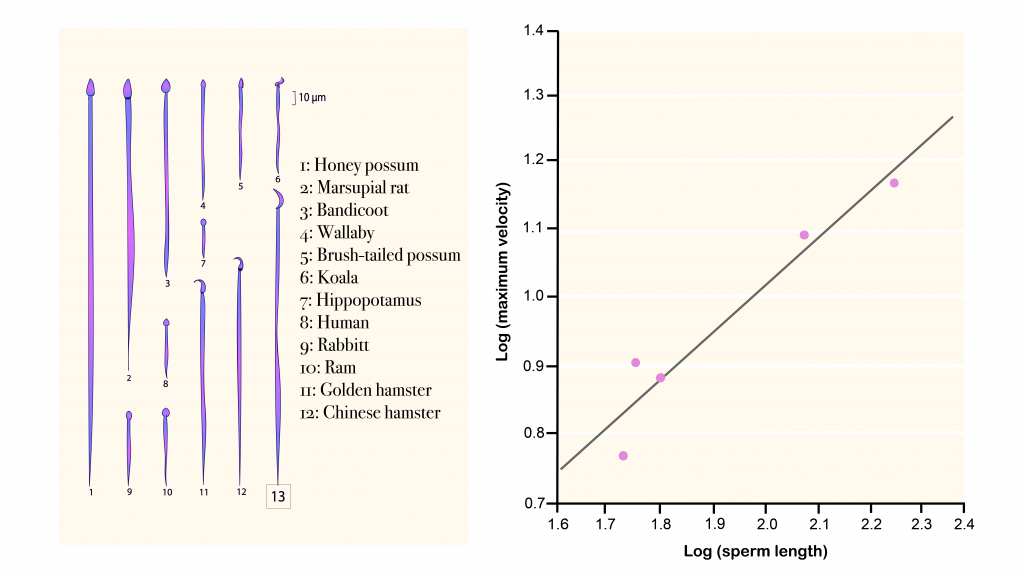 examples of good genes hypothesis in biology