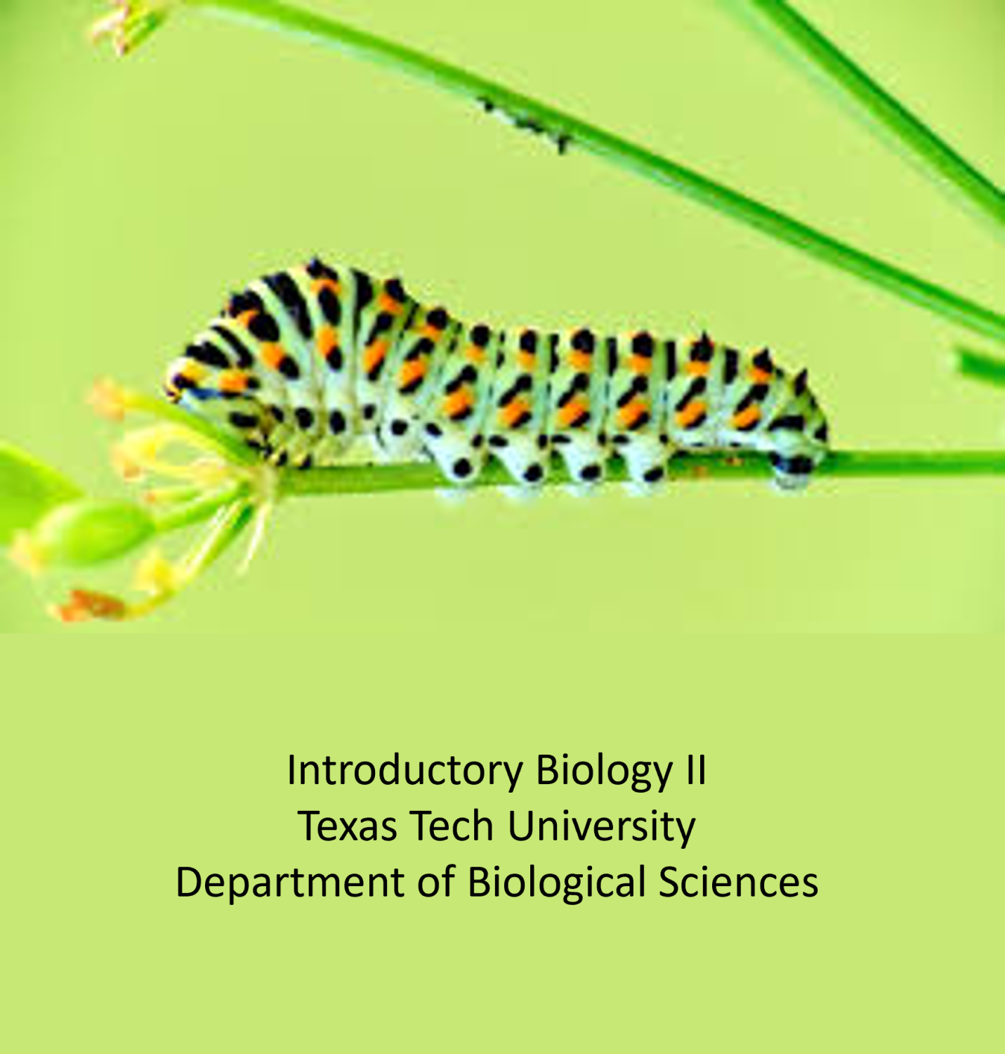 Cover image for Introductory Biology 2