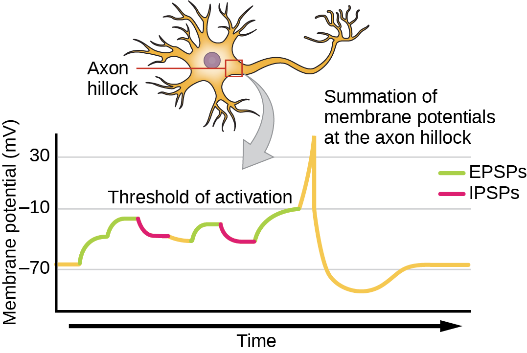 Axon hillock - definition