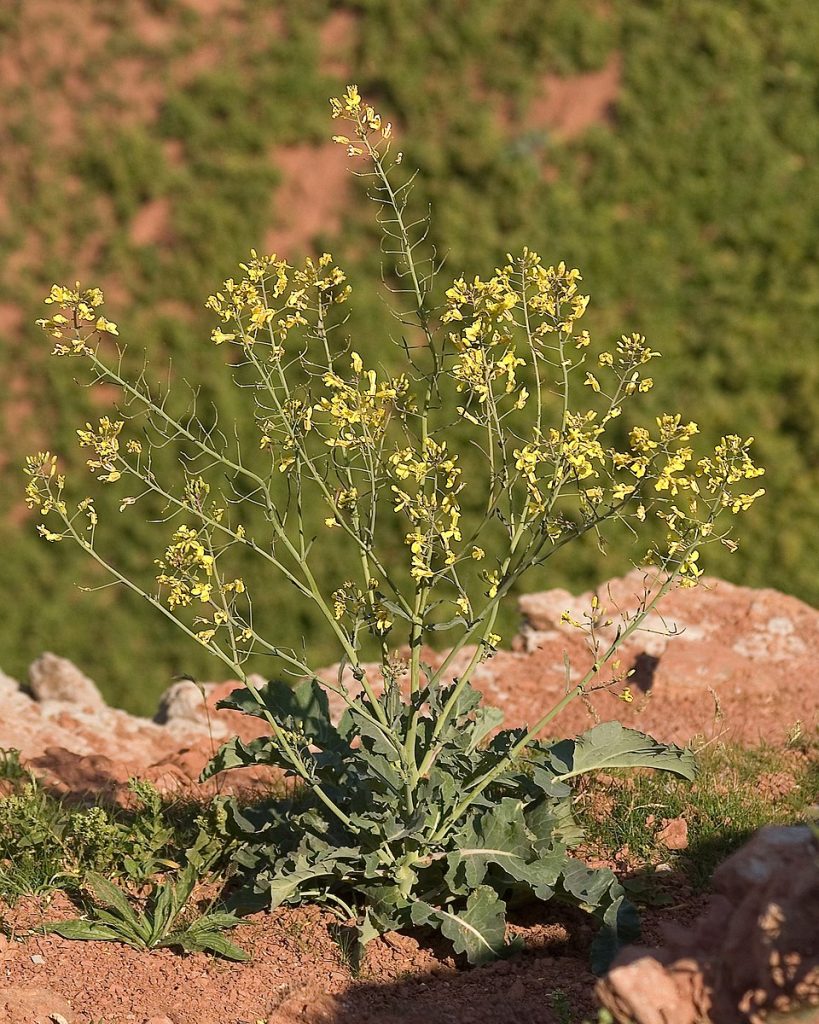 Figure 2.2 Brassica oleracea (wild cabbage) is a plant in the mustard family. (credit: Kulac on Wikimedia)