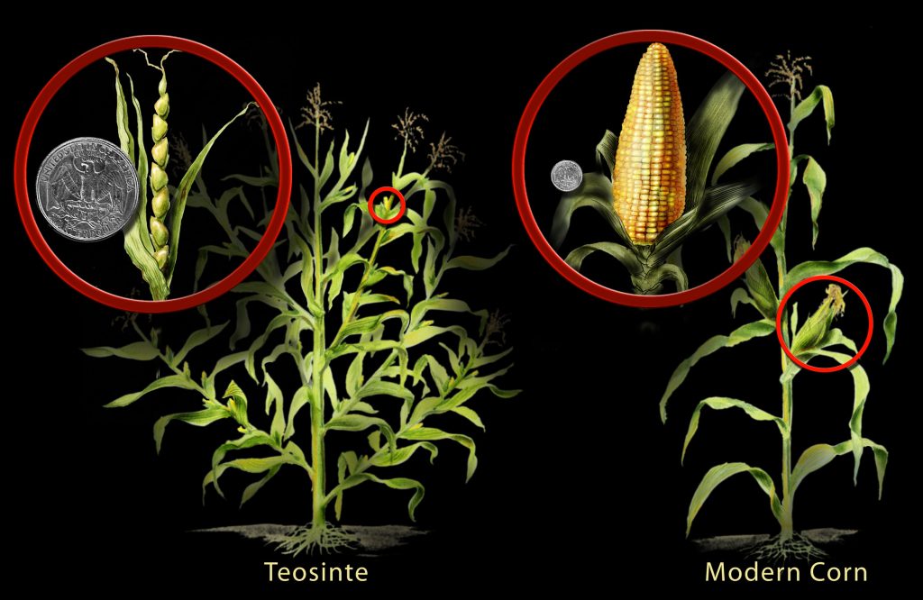 Figure 2.1. A wild grass called teosinte was genetically modified through selective breeding to produce what is now known as maize (corn). This process of transformation started thousands of years ago by indigenous people of what is now Mexico. (credit: Nicolle Rager Fuller/National Science Foundation)