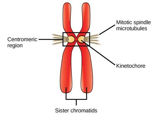 Figure 3.3. During prometaphase, mitotic spindle microtubules from opposite poles attach to each sister chromatid at the kinetochore. In anaphase, the connection between the sister chromatids breaks down, and the microtubules pull the chromosomes toward opposite poles.