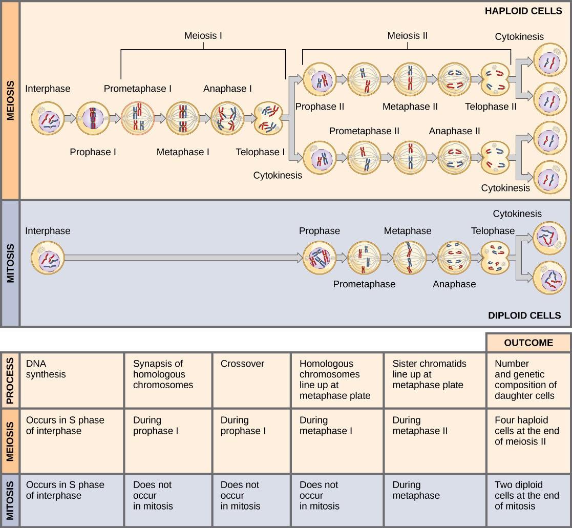 Figure 17.4 Meiosis and mitosis are both preceded by one cycle of DNA replication; however, meiosis includes two nuclear divisions. The four daughter cells resulting from meiosis are haploid and genetically distinct. The daughter cells resulting from mitosis are diploid and identical to the parent cell. (Credit: Wikimedia Commons)