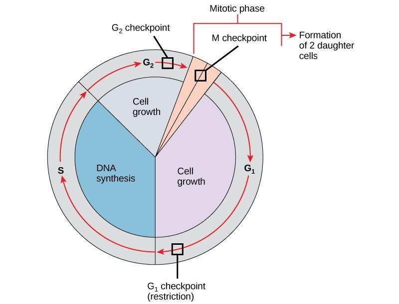 Figure 2.5. The cell cycle is controlled at three checkpoints. The integrity of the DNA is assessed at the G1 checkpoint. Proper chromosome duplication is assessed at the G2 checkpoint. The attachment of each kinetochore to a spindle fiber is assessed at the M checkpoint. (Credit)