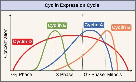 Figure 2.6 The concentrations of cyclin proteins change throughout the cell cycle. There is a direct correlation between cyclin accumulation and the three major cell-cycle checkpoints. Also note the sharp decline of cyclin levels following each checkpoint (the transition between cell cycle phases) as cytoplasmic enzymes degrade cyclin.