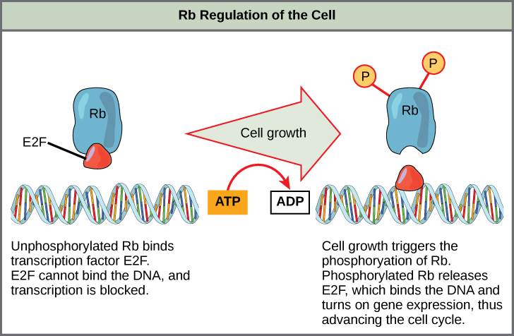 Figure 2.7 Rb halts the cell cycle and releases its hold in response to cell growth.