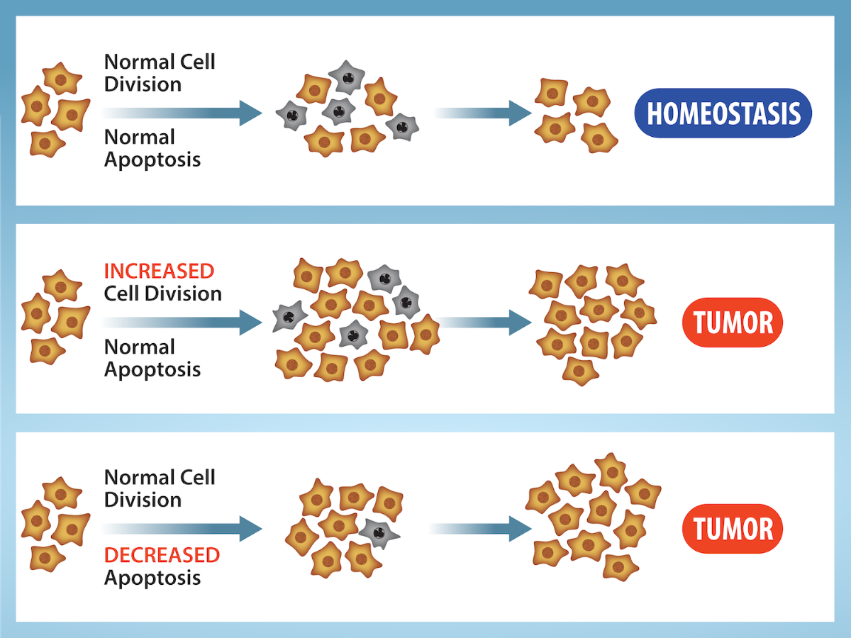 Figure 2.8. Cell Division and Apoptosis. In an adult organism, normal cell division is balanced by apoptosis (programmed cell death) to maintain a constant cell number in homeostasis. An increase in cell division or a decrease in apoptosis leads to a rise in the number of cells and tumour formation. Credit: Rao, A. and Ryan, K. Department of Biology, Texas A&M University.