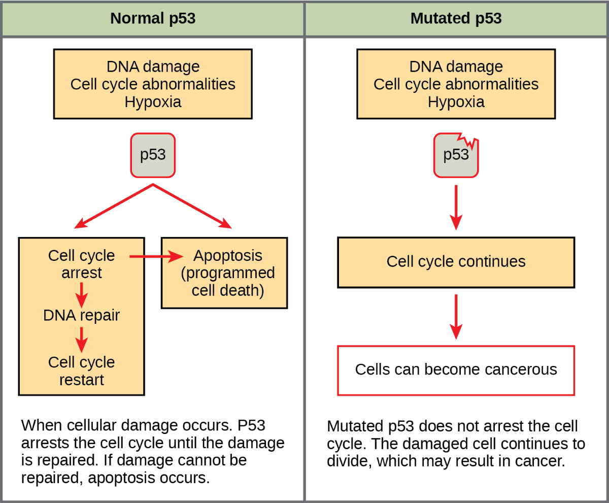 Figure 2.9. The role of normal p53 is to monitor DNA and the supply of oxygen (hypoxia is a condition of reduced oxygen supply). If damage is detected, p53 triggers repair mechanisms. If repairs are unsuccessful, p53 signals apoptosis. A cell with an abnormal p53 protein cannot repair damaged DNA and thus cannot signal apoptosis. Cells with abnormal p53 can become cancerous.