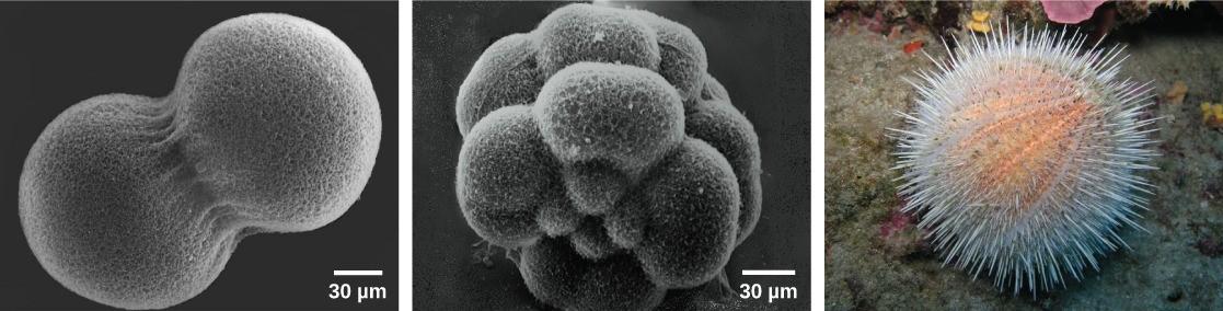 A sea urchin begins life as a single diploid cell (zygote) that divides through cell division to form two genetically identical daughter cells, visible in the left image through scanning electron microscopy (SEM). After four rounds of cell division, there are 16 cells, as seen in the middle SEM image. After many rounds of cell division, the individual develops into a complex, multi-cellular organism, as seen in this mature sea urchin pictured on the right.