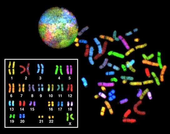 Figure 3.1. There are 23 pairs of homologous chromosomes in a female human somatic cell. The condensed chromosomes are viewed within the nucleus (top), removed from a cell and spread out on a slide (bottom right), and artificially arranged according to length (bottom left); an arrangement like this is called a karyotype. In this image, the chromosomes were exposed to fluorescent stains to differentiate the different chromosomes.