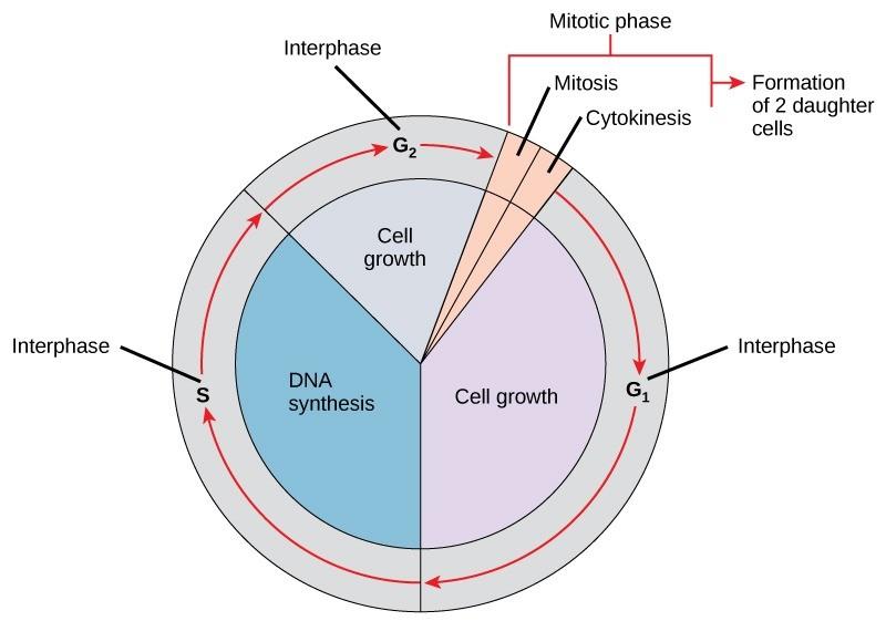 The cell cycle in multi-cellular organisms consists of the interphase and the mitotic phase. During interphase, the cell grows, and the nuclear DNA is duplicated. The mitotic phase follows the interphase duplicated chromosomes are segregated and distributed into daughter nuclei during the mitotic phase. Following mitosis, the cytoplasm is usually divided as well by cytokinesis, resulting in two genetically identical daughter cells.