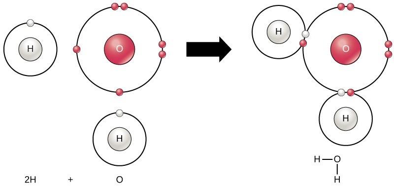 Figure 5.1. Two or more atoms may bond with each other to form a molecule. When two hydrogens and an oxygen share electrons via covalent bonds, it forms a water molecule.