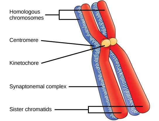 Figure 7.3 Early in prophase I, homologous chromosomes come together to form a synapse. (Credit: Wikimedia Commons)