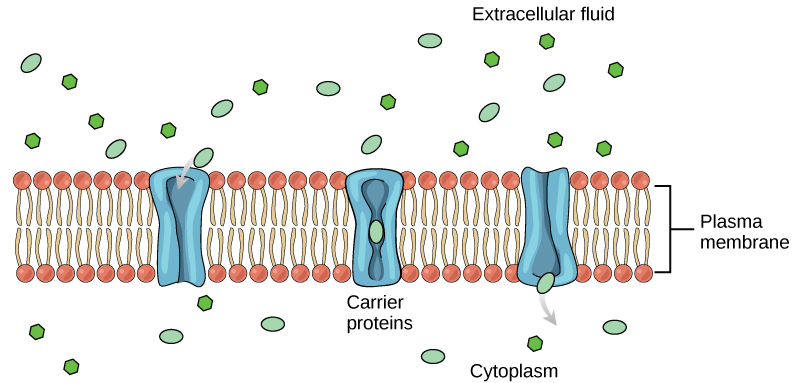 Figure 22.5. Facilitated Transport through a carrier protein.