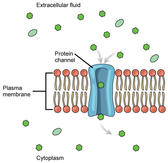 Figure 22.4. Facilitated Transport through a channel protein.