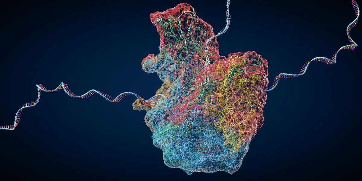 Figure 16.1 RNA Polymerase (credit: McGill)