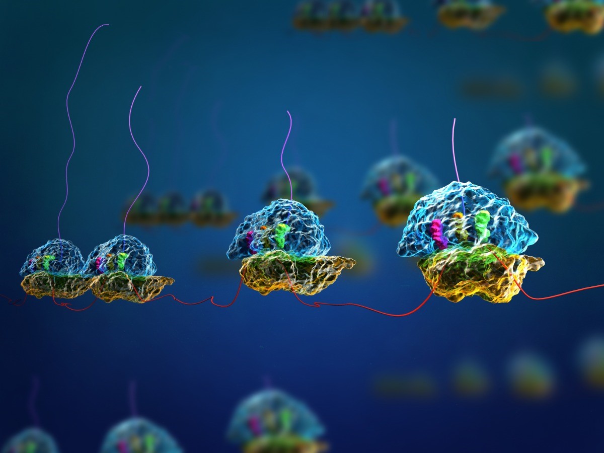 Figure 17.1 Polysome carrying out translation simultaneously.