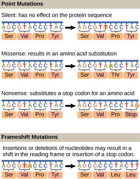 Figure 6.8 Mutations can lead to changes in the protein sequence encoded by the DNA.