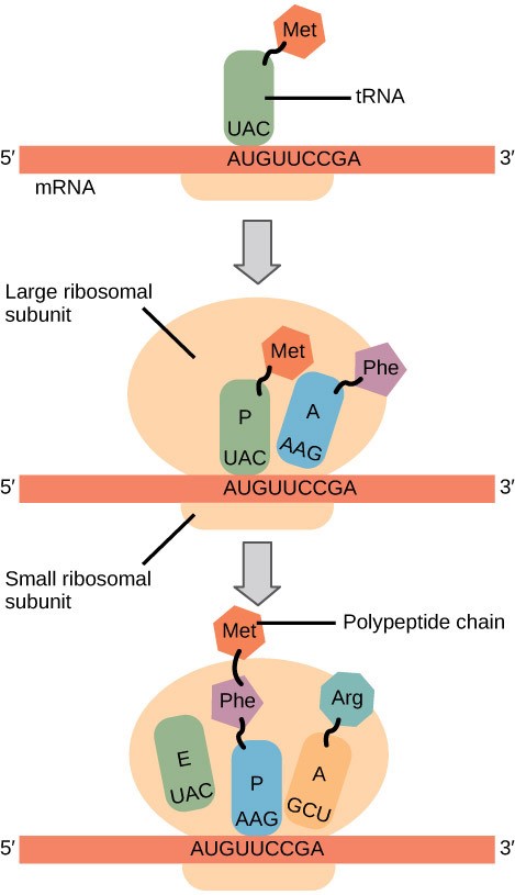 Figure 17.6 Translation begins when an initiator tRNA anticodon recognizes a start codon on mRNA bound to a small ribosomal subunit. The large ribosomal subunit joins the small subunit, and a second tRNA is recruited. As the mRNA moves relative to the ribosome, successive tRNAs move through the ribosome and the polypeptide chain is formed. Entry of a release factor into the A site terminates translation and the components dissociate.