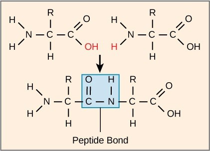 Figure 21.5 Peptide bond formation is a dehydration synthesis reaction. The carboxyl group of one amino acid is linked to the incoming amino acid's amino group. In the process, it releases a water molecule.