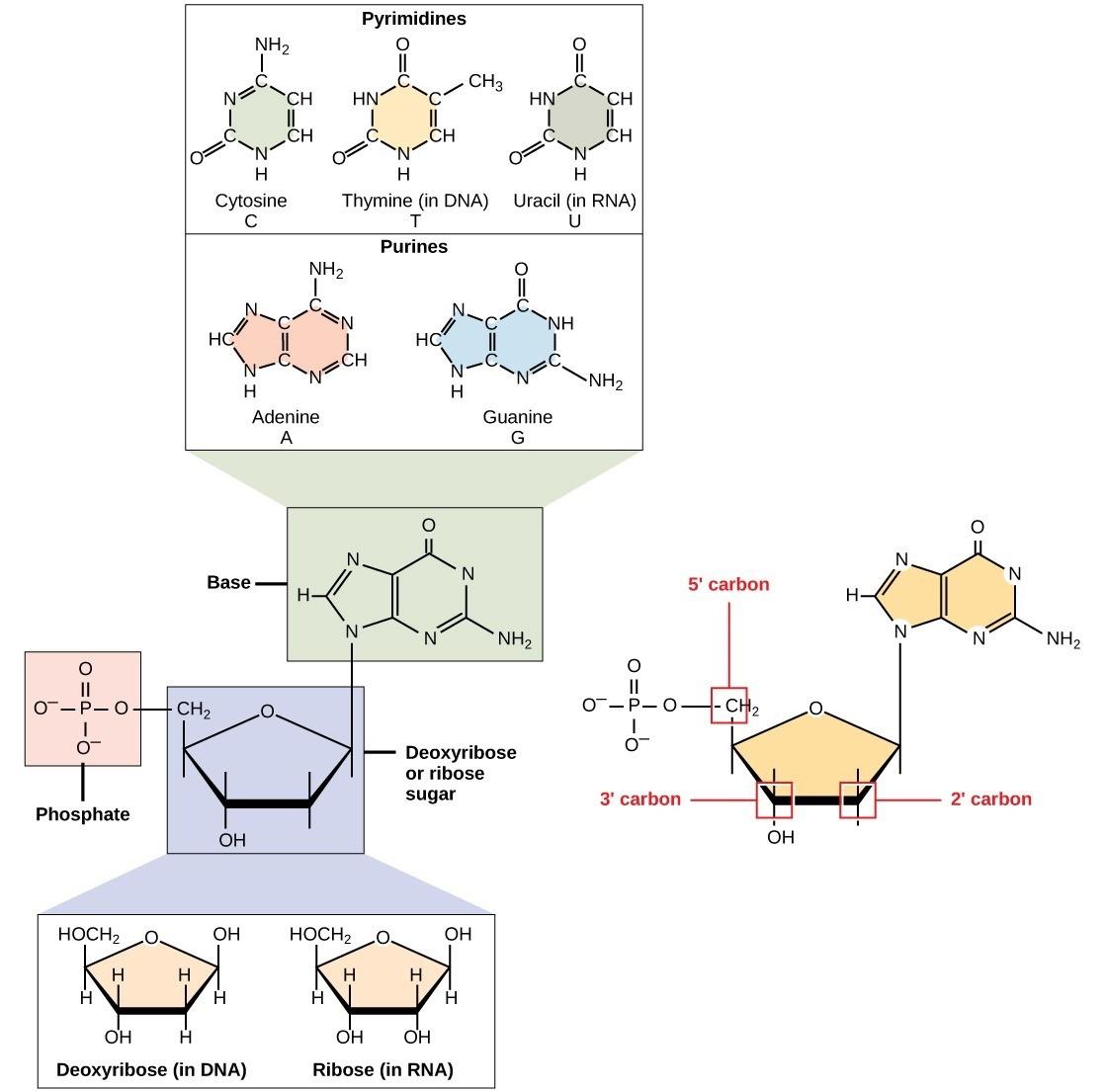 Figure 15.3 The Building Blocks of RNA. RNA consists of a ribose sugar containing an -OH at the 2' carbon. The nitrogenous bases found in ribonucleotides include adenine (A), guanine (G), cytosine (C), and uracil (U).