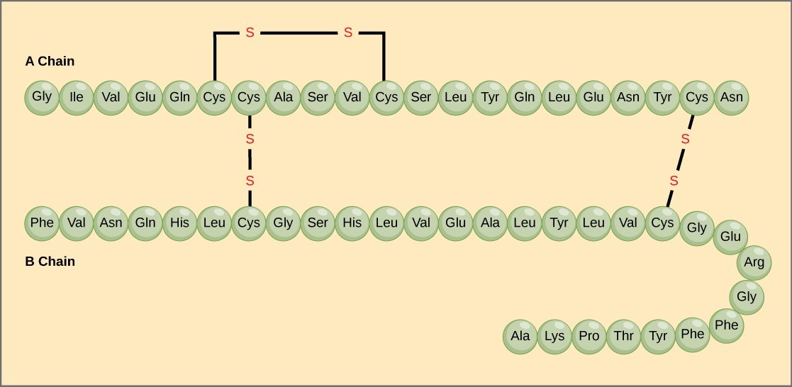 Figure 21.6 Bovine serum insulin is a protein hormone comprised of two peptide chains, A (21 amino acids long) and B (30 amino acids long). In each chain, three-letter abbreviations that represent the amino acids' names in the order they are present indicate primary structure. The amino acid cysteine (cys) has a sulfhydryl (SH) group as a side chain. Two sulfhydryl groups can react in the presence of oxygen to form a disulfide (S-S) bond. Two disulfide bonds connect the A and B chains together, and a third helps the A chain fold into the correct shape. Note that all disulfide bonds are the same length, but we have drawn them different sizes for clarity.