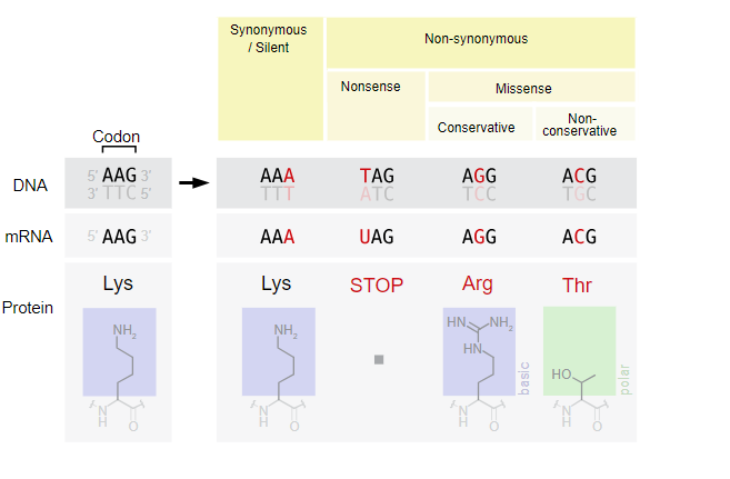 Figure 17.7 The impact of point mutations on the various molecules of gene expression. Silent mutations results in the same amino acid inserted into the polypeptide. A change in the codon to a stop codon is called a nonsense mutation. Missense mutations result in a change in the amino acid.