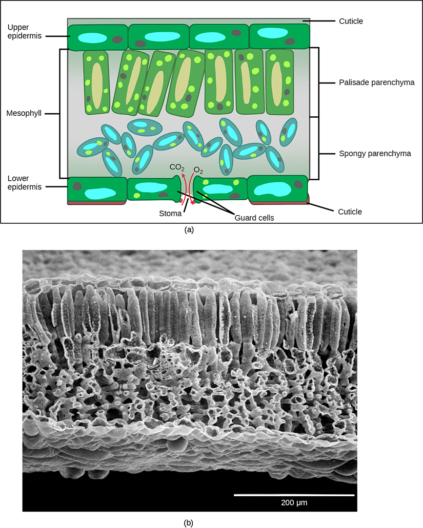 Figure 23.11 In the (a) leaf drawing, the central mesophyll is sandwiched between an upper and lower epidermis. The mesophyll has two layers: an upper palisade layer comprised of tightly packed, columnar cells,and a lower spongy layer, comprised of loosely packed, irregularly shaped cells. Stomata on the leaf underside allow gas exchange. A waxy cuticle covers all aerial surfaces of land plants to minimize water loss. These leaf layers are clearly visible in the (b) scanning electron micrograph. The numerous small bumps in the palisade parenchyma cells are chloroplasts. Chloroplasts are also present in the spongy parenchyma, but are not as obvious.