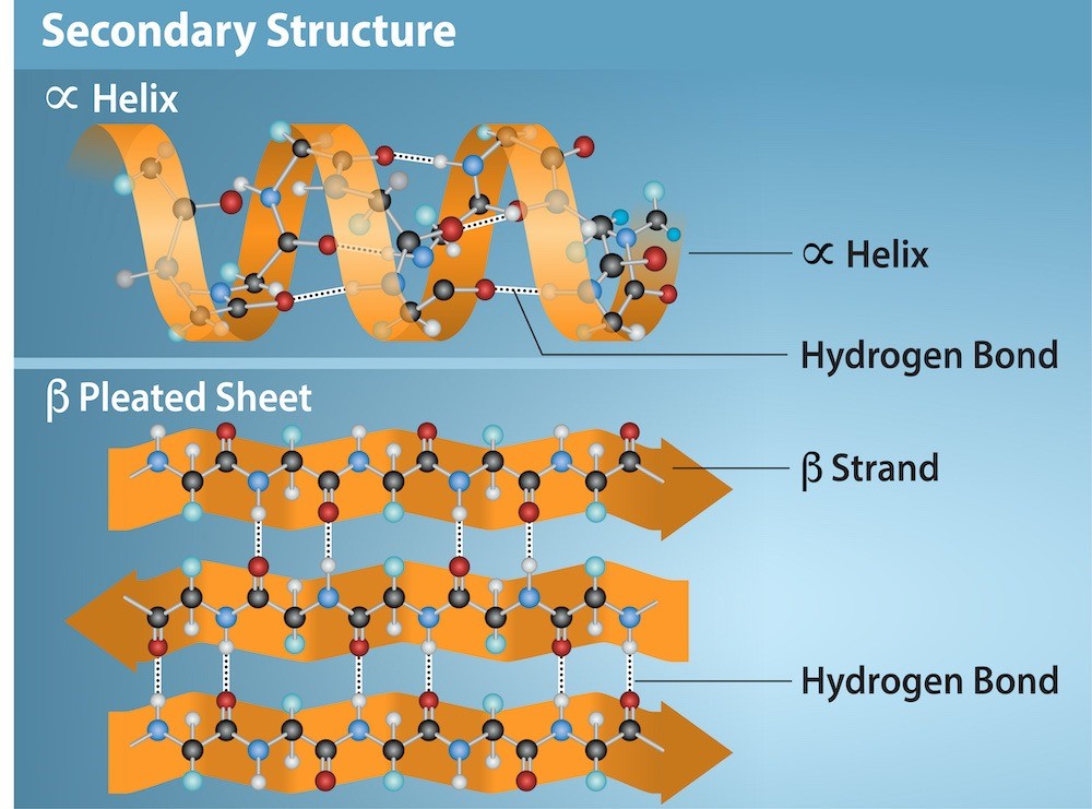 Figure 21.9 The α-helix and β-pleated sheet are secondary protein structures formed when hydrogen bonds form between the carbonyl oxygen and the amino hydrogen in the peptide backbone. Certain amino acids have a propensity to form an α-helix while others favor β-pleated sheet formation. Black = carbon, White = hydrogen, Blue = nitrogen, and Red = oxygen.