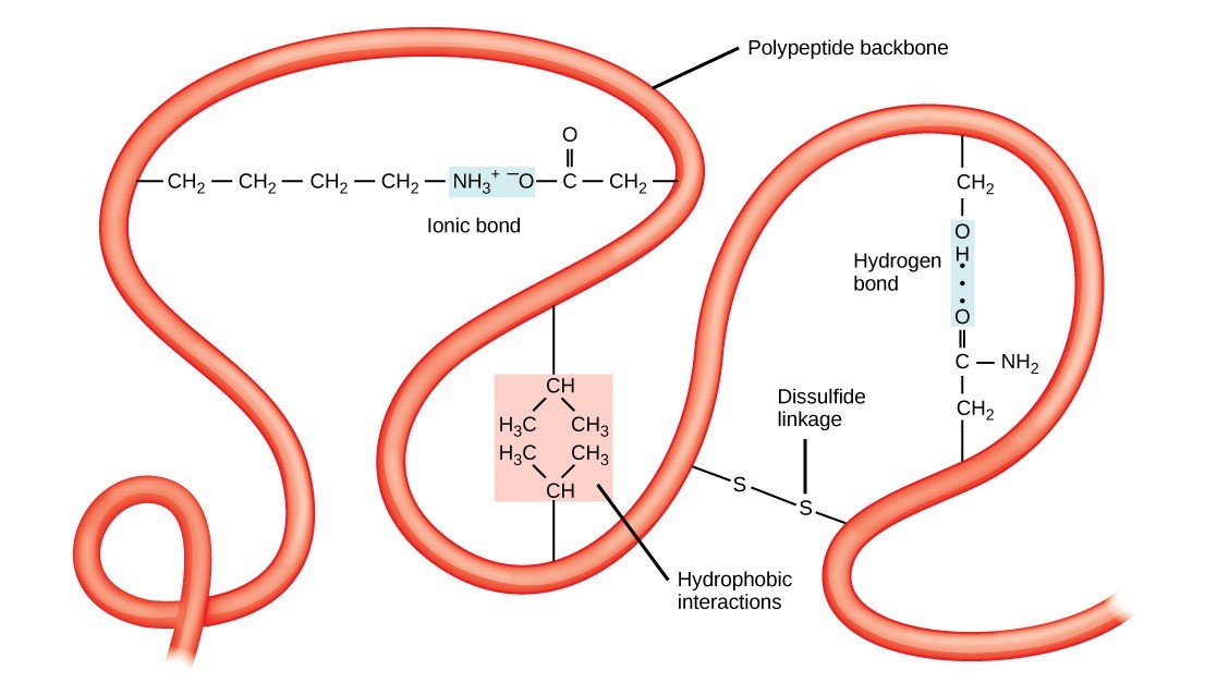 Figure 21.10 A variety of chemical interactions determine the proteins' tertiary structure. These include hydrophobic interactions, ionic bonding, hydrogen bonding, and disulfide linkages.