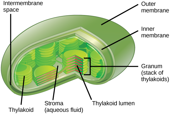 Figure 23.8 Photosynthesis takes place in chloroplasts, which have an outer membrane and an inner membrane. Stacks of thylakoids called grana form a third membrane layer.