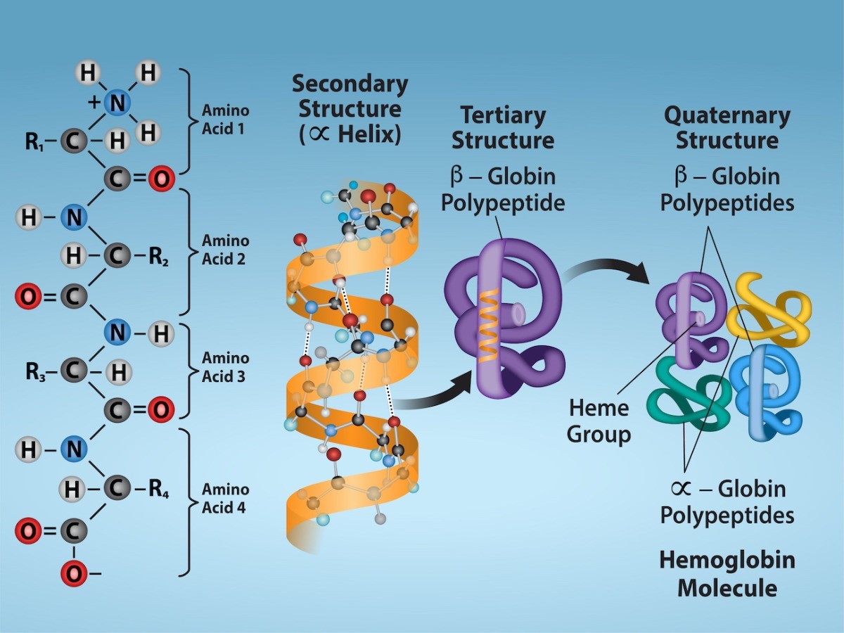 Figure 21.11 Observe the four levels of protein structure in these illustrations.