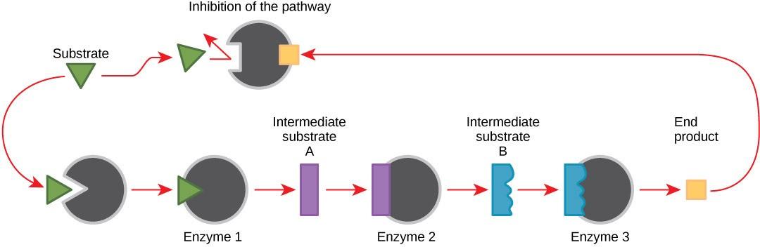 Figure 26.8. Metabolic pathways are a series of reactions that multiple enzymes catalyze. Feedback inhibition, where the pathway’s end product inhibits an upstream step, is an important regulatory mechanism in cells.