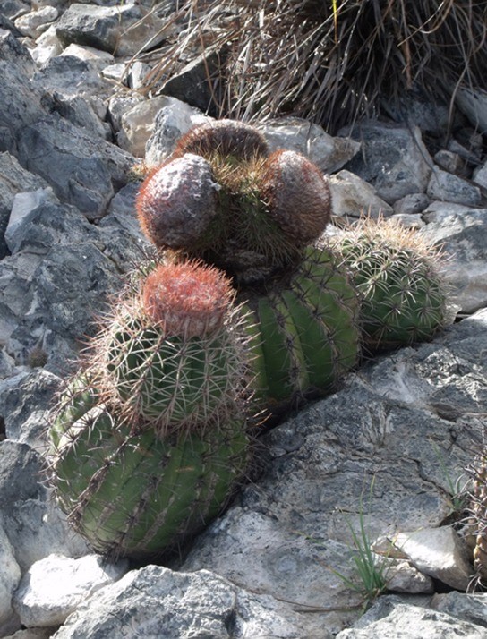 Figure 24.13 The harsh conditions of the desert have led plants like these cacti to evolve variations of the light-independent reactions of photosynthesis. These variations increase the efficiency of water usage, helping to conserve water and energy.