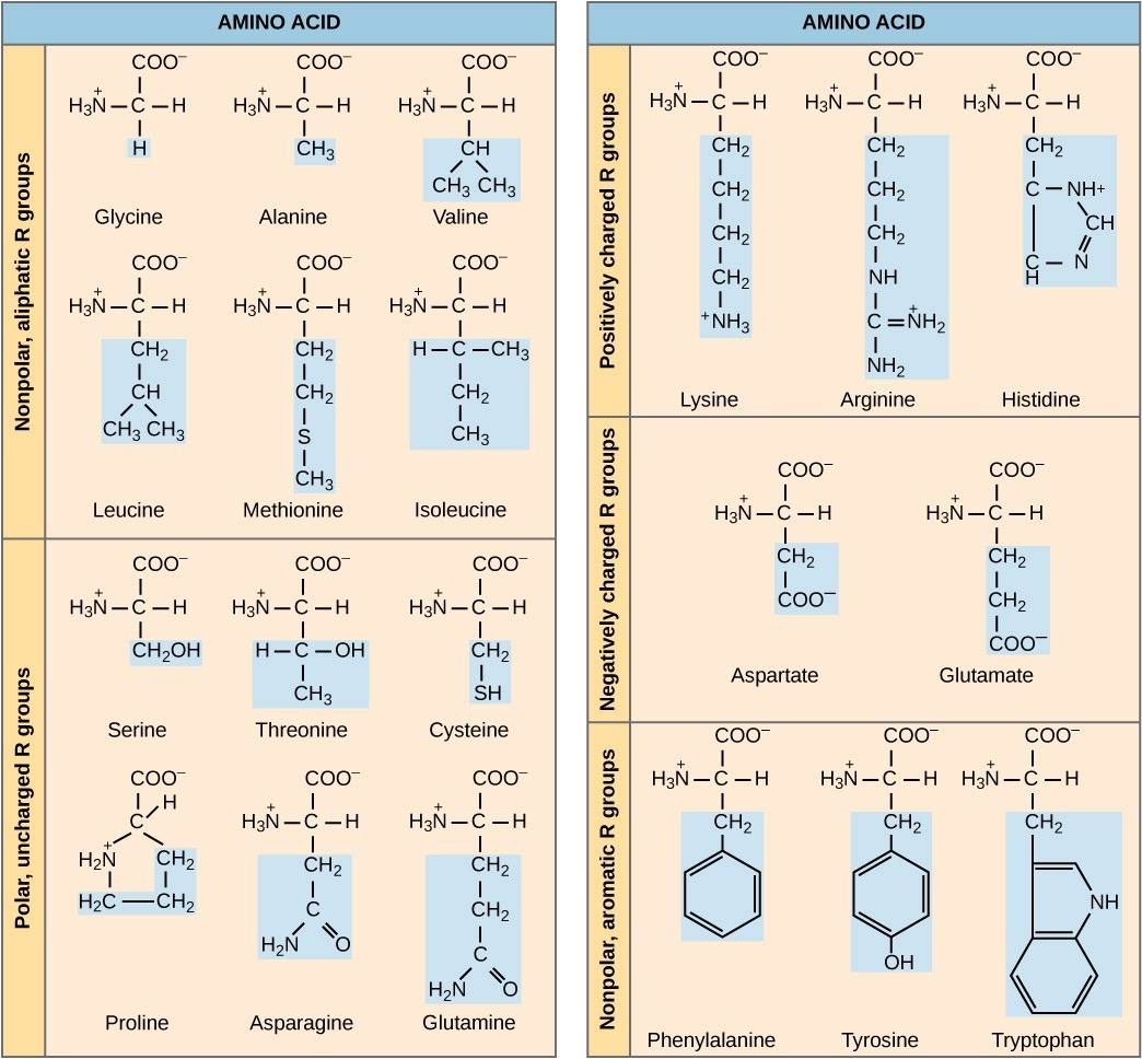 Structures of the 20 amino acids found in proteins are shown. Each amino acid is composed of an amino group (NH3+), a carboxyl group (COO-), and a side chain (blue). The side chain may be nonpolar, polar, or charged, as well as large or small. It is the variety of amino acid side chains that gives rise to the incredible variation of protein structure and function.