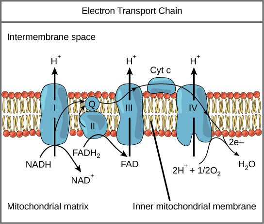 Figure 28.1. The electron transport chain is a series of electron transporters embedded in the inner mitochondrial membrane that shuttles electrons from NADH and FADH2 to molecular oxygen. In the process, protons are pumped from the mitochondrial matrix to the intermembrane space, and oxygen is reduced to form water.