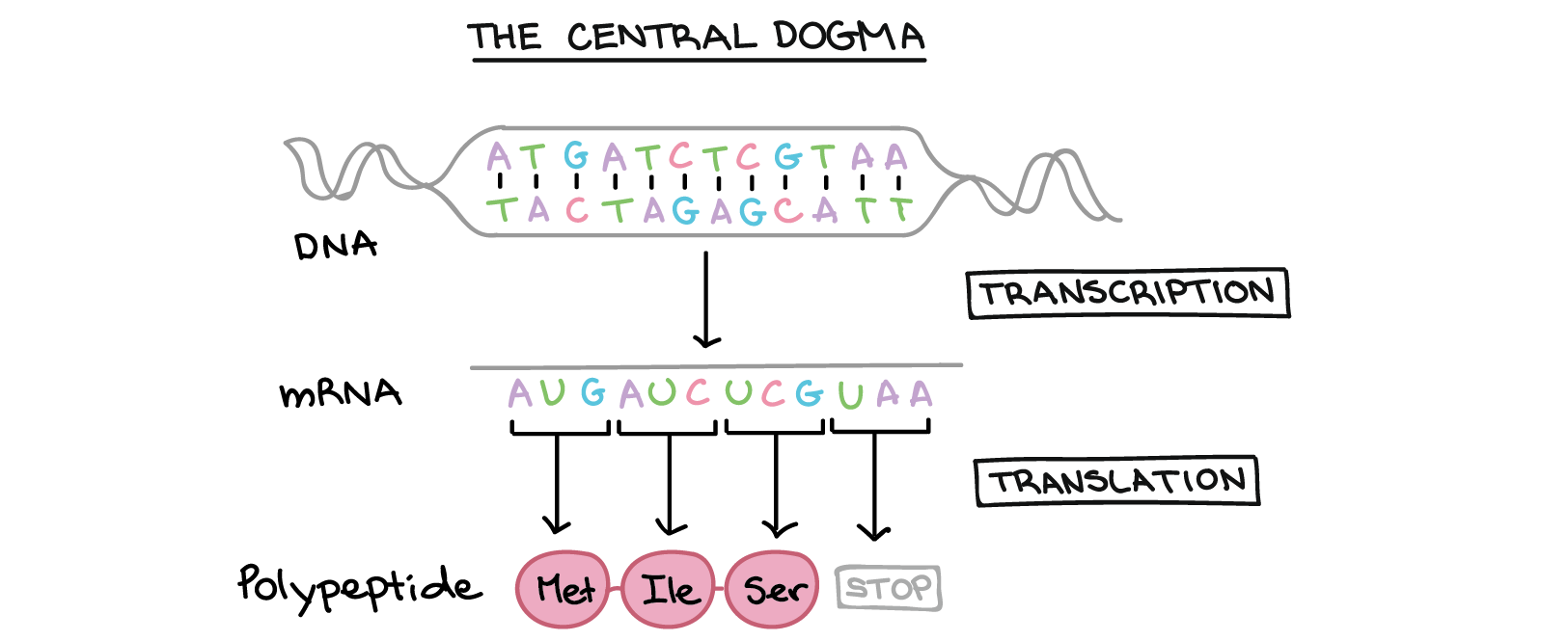 Figure 16.2 The template strand of DNA is used to produce an RNA transcript using the base-pairing rules in Table 8.1. The resulting RNA is almost identical to the opposite strand of DNA called the coding strand, with the exception of uracil instead of thymine.