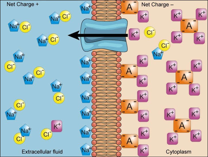 Figure 22.6. Electrochemical gradients arise from the combined effects of concentration gradients and electrical gradients. Structures labeled A represent proteins.