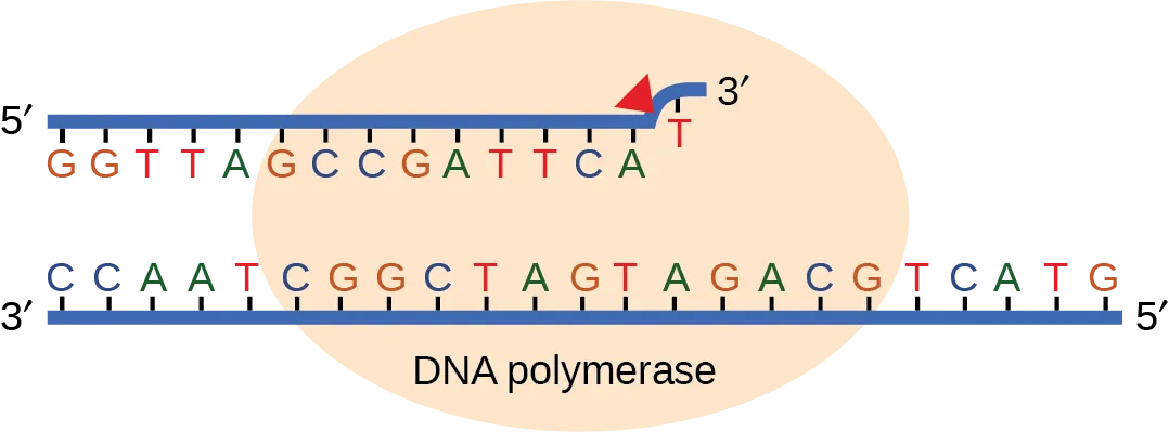 Figure 6.3 Proofreading by DNA polymerase corrects errors during replication.