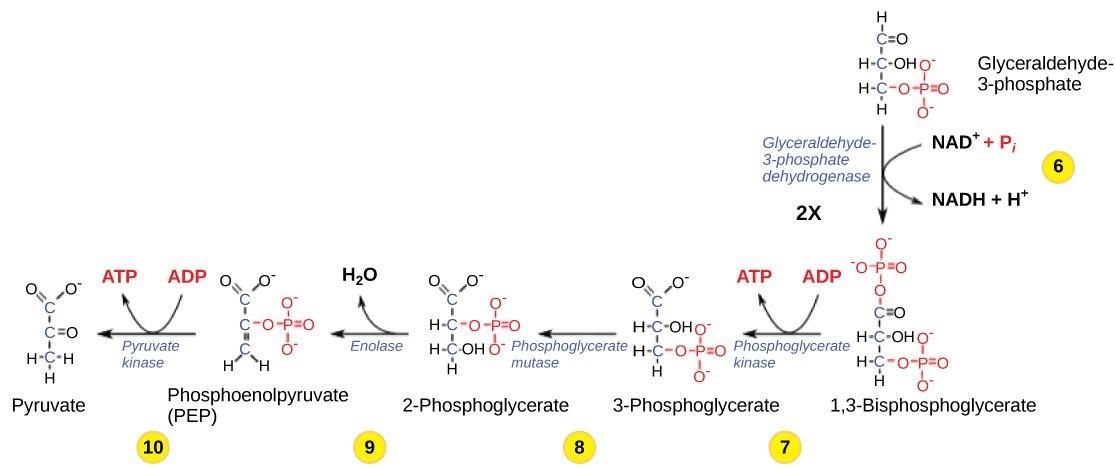 Figure 26.12. The second half of glycolysis involves phosphorylation without ATP investment (step 6) and produces two NADH and four ATP molecules per glucose.