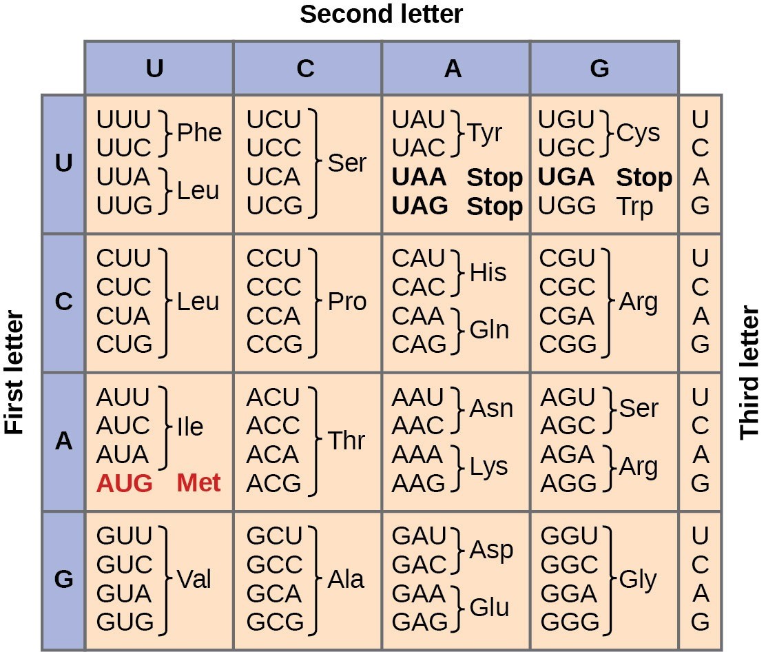 Figure 17.3. This figure shows the genetic code for translating each nucleotide triplet in mRNA into an amino acid or a termination signal in a protein.