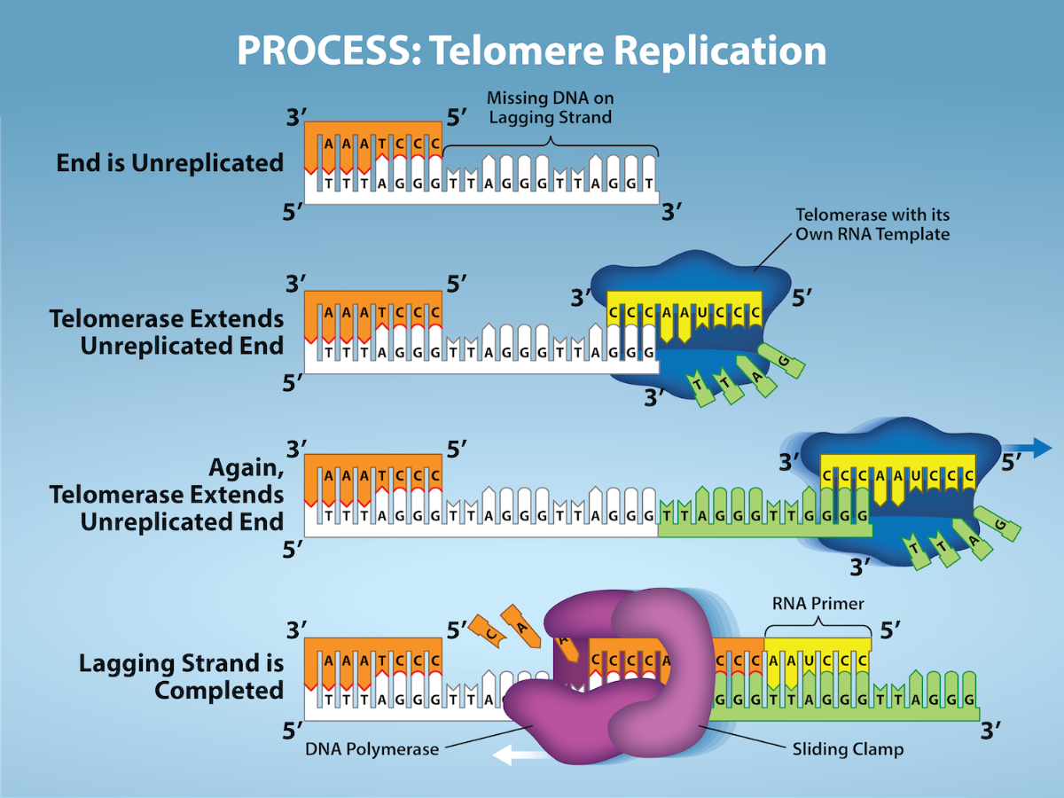 Figure 6.1. The ends of linear chromosomes are maintained by the action of the telomerase enzyme.