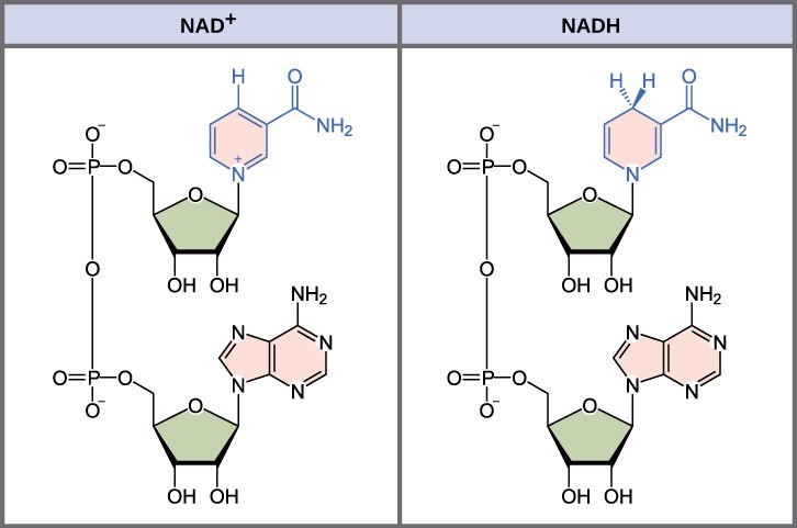 Figure 23.2 The oxidized form of the electron carrier (NAD+) is shown on the left, and the reduced form (NADH) is shown on the right. The nitrogenous base in NADH has one more hydrogen ion and two more electrons than in NAD+.