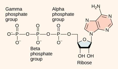 Figure 26.9. ATP (adenosine triphosphate) has three phosphate groups that can be removed by hydrolysis (addition of H2O) to form ADP (adenosine diphosphate) or AMP(adenosine monophosphate). The negative charges on the phosphate group naturally repel each other, requiring energy to bond them together and releasing energy when these bonds are broken.
