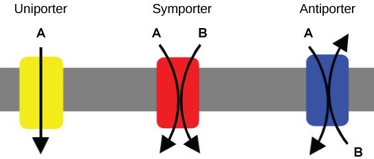 Figure 22.7. Left: A uniporter carries one molecule or ion. Center: A symporter carries two different molecules or ions, both in the same direction. Right: An antiporter also carries two different molecules or ions, but in different directions.