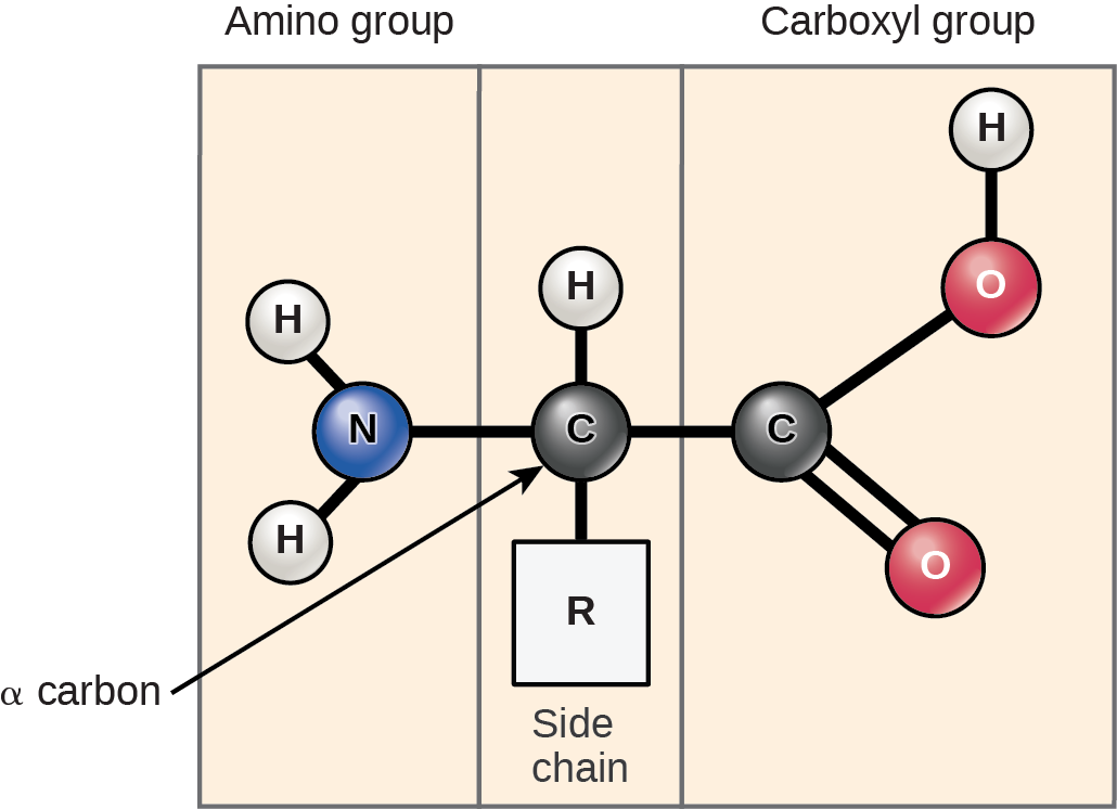 Figure 21.3 Amino acids have a central asymmetric carbon to which an amino group, a carboxyl group, a hydrogen atom, and a side chain (R group) are attached.