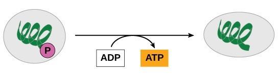 Figure 26.10. In phosphorylation reactions, the gamma (third) phosphate of ATP is attached to a protein.