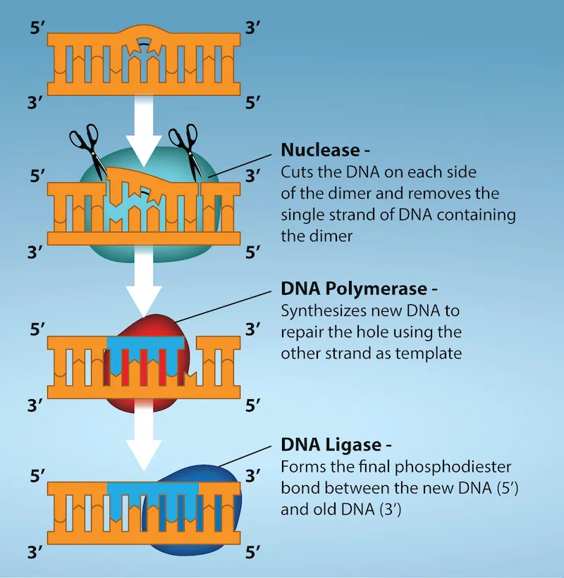 Figure 6.6 Nucleotide excision repairs thymine dimers. When exposed to UV light, thymines lying adjacent to each other can form thymine dimers. In normal cells, they are excised and replaced.