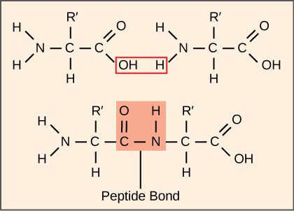 Figure 17.4 A peptide bond links the carboxyl end of one amino acid with the amino end of another, producing one water molecule during the process. For simplicity in this image, only the functional groups involved in the peptide bond are shown. The R and R’ designations refer to the rest of each amino acid structure.